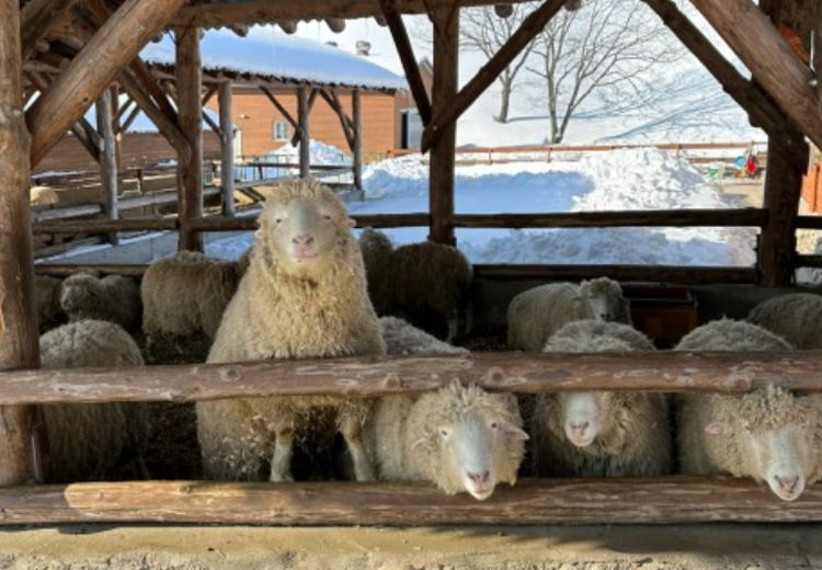 대관령 양떼목장