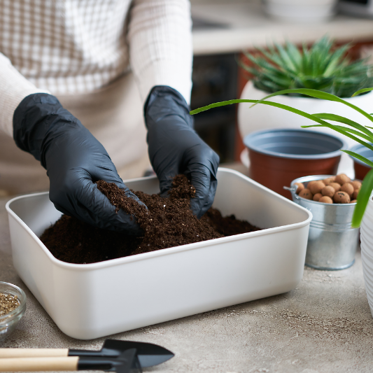 다육식물 분갈이 5단계 새로운 화분에 식물 심기 준비