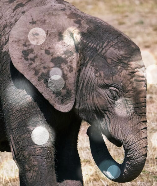 물에-젖은-아기코끼리