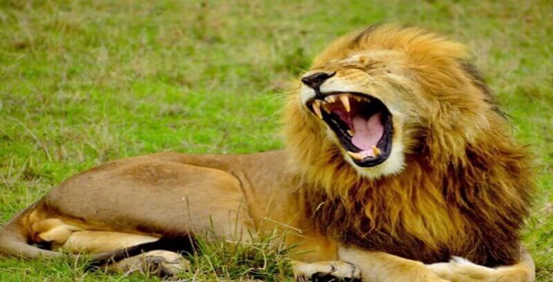 사자꿈 꿈해몽 태몽 길몽 길운 10가지 정리.첫번째