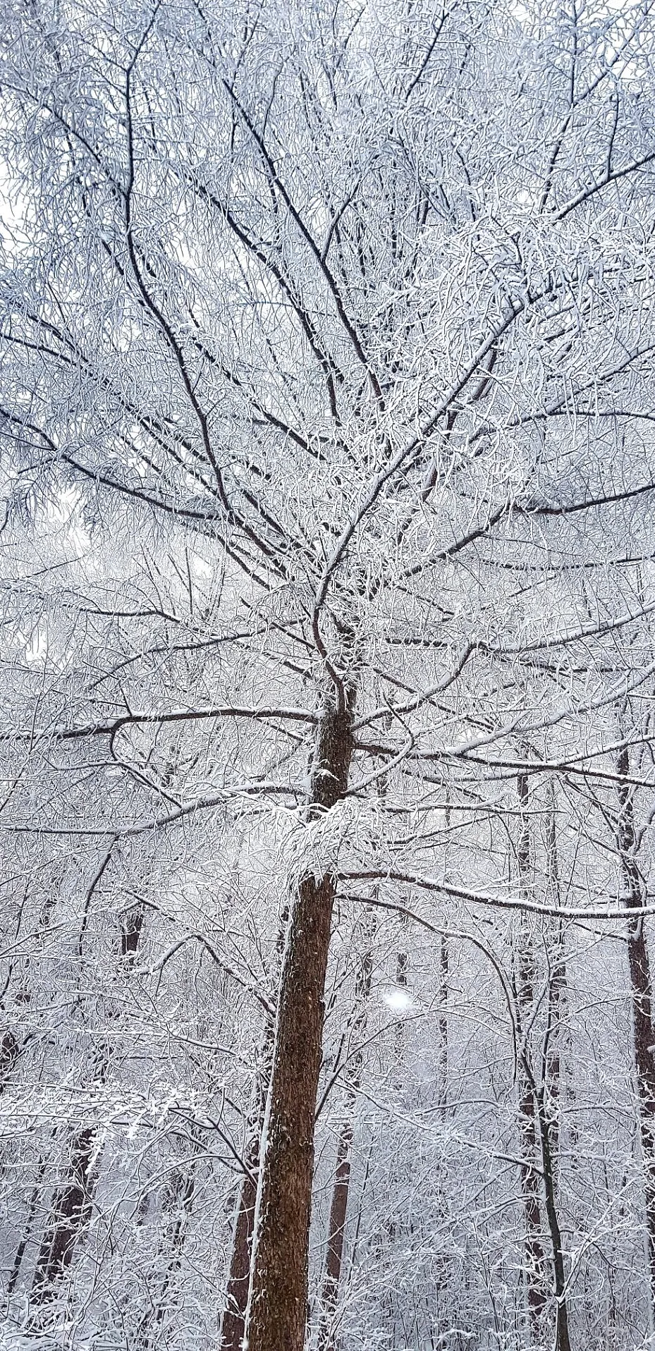 강원도 태백산 설경