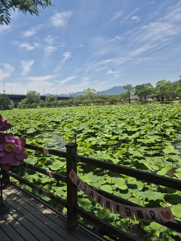 양평 두물머리 세미원 연꽃축제 연꽃문화제