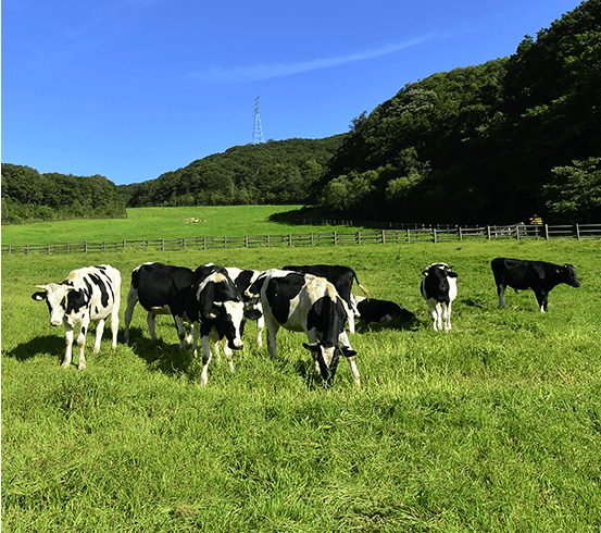 대관령 하늘목장