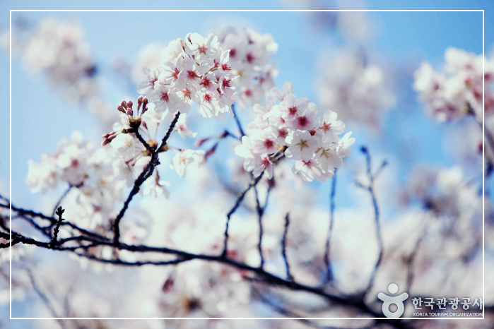 진해벚꽃
