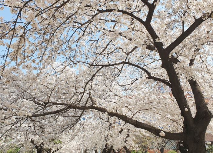 2023년 봄꽃 개화시기 진달래 개나리 벚꽃 축제