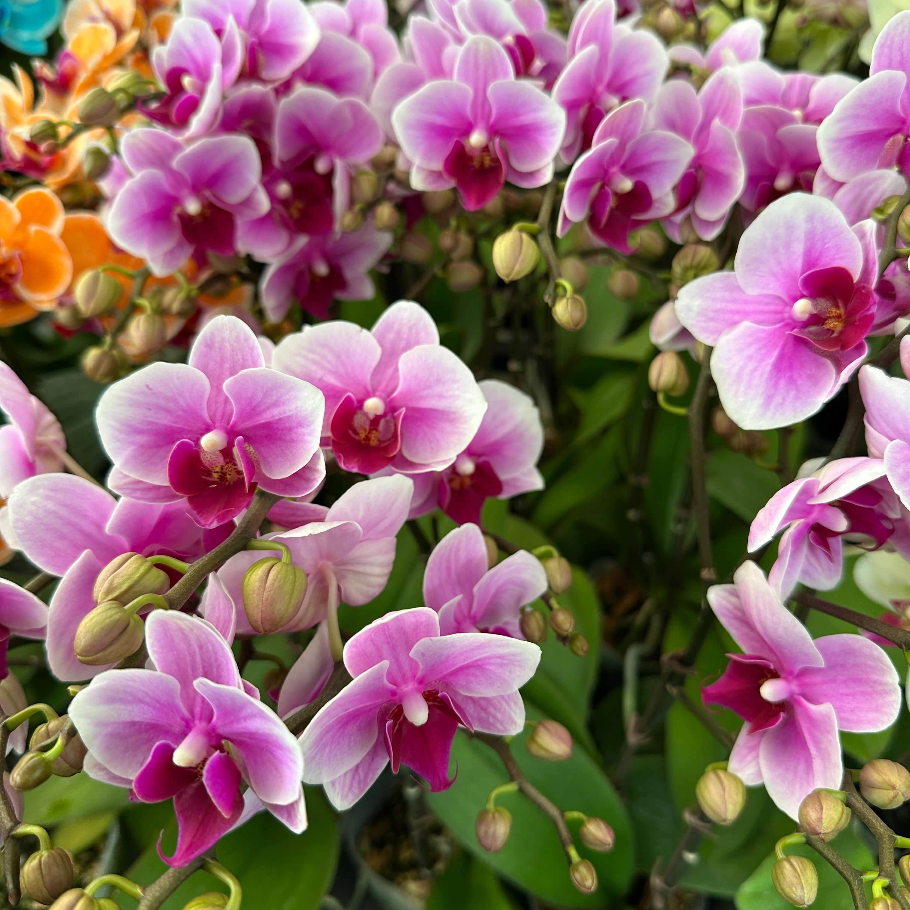 호접란 키우는 법