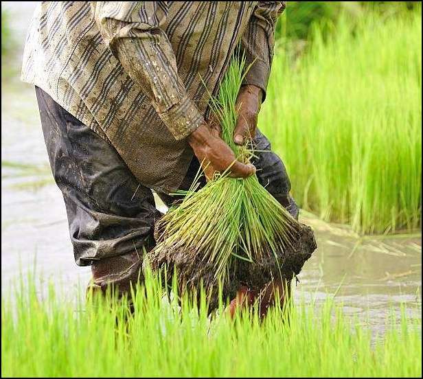 벼농사 모심는 농부