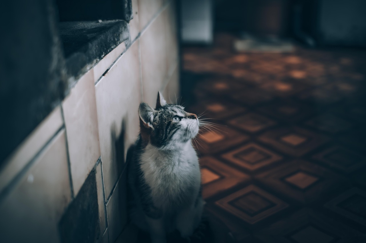 고양이 피부 알레르기 (8)