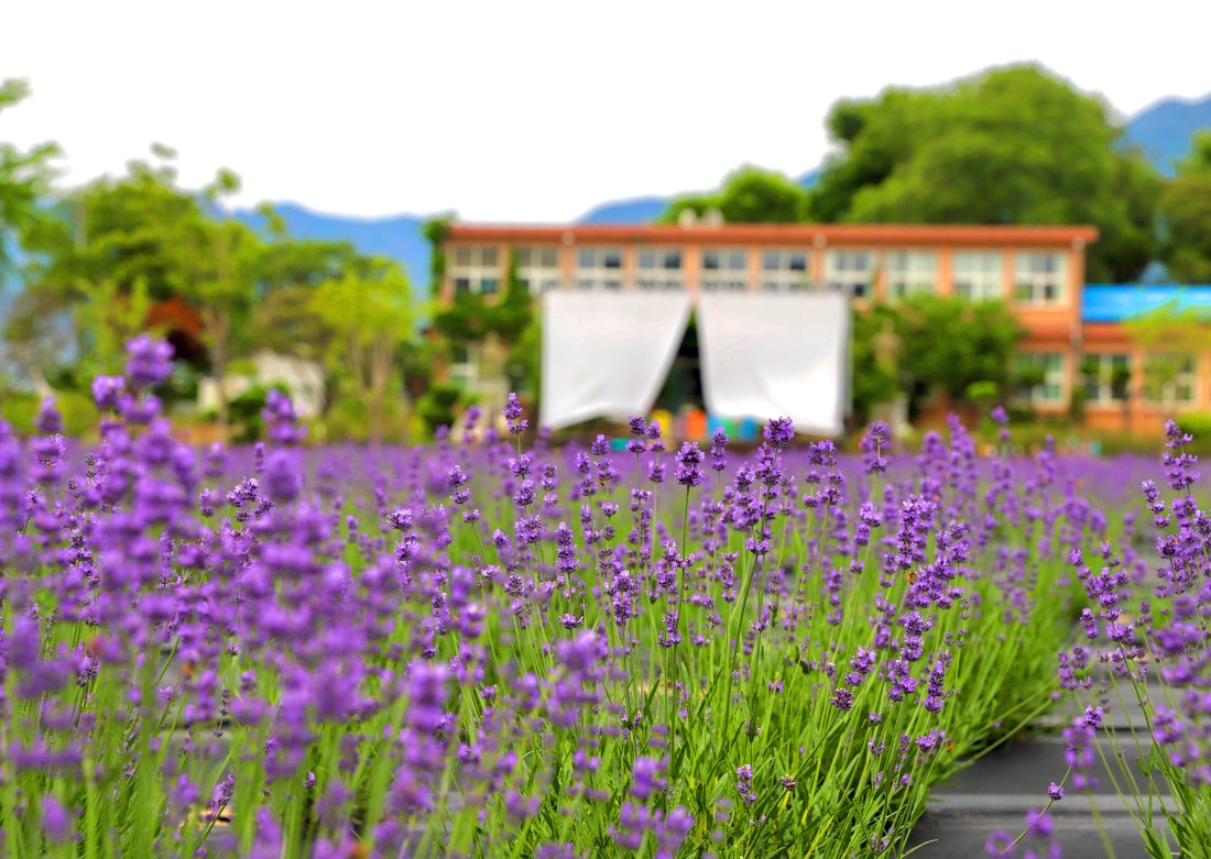 라벤더 들판 뒤에 학교 건물이 있다.