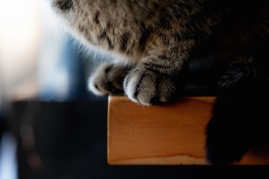 Cat.