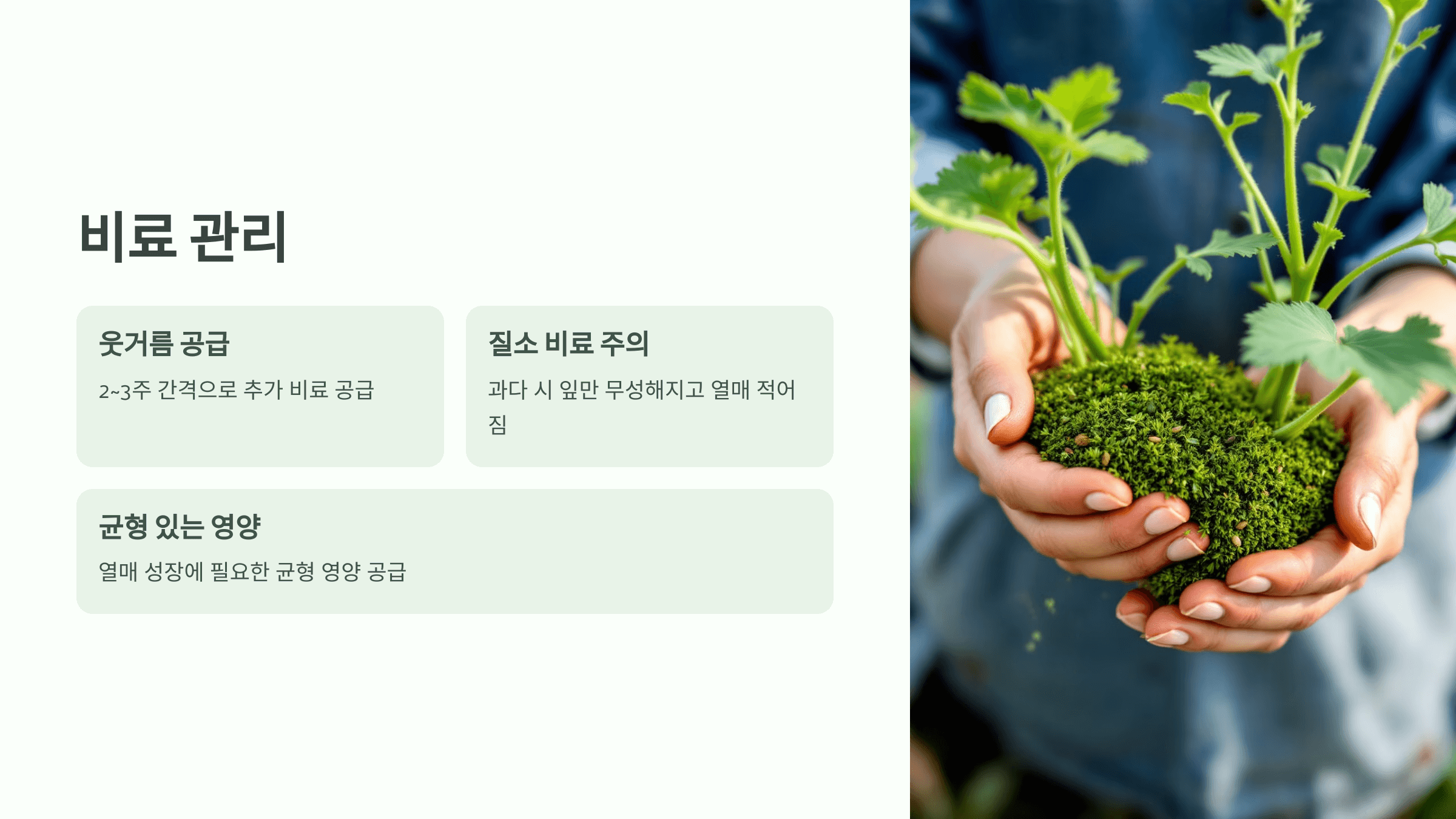 참외 사진입니다.