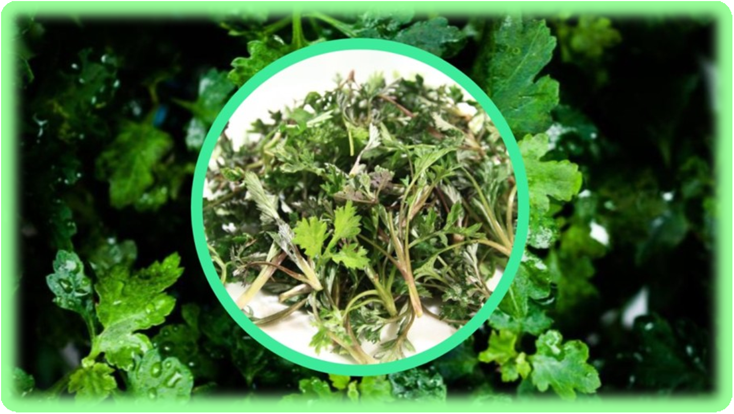 쑥이 미치는 우리 몸에 미치는 영향