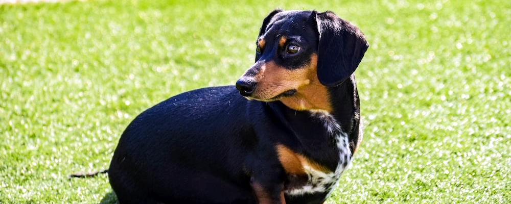 강아지 임신 증상 3