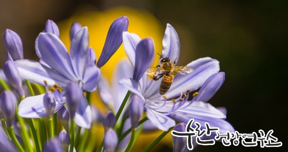 프로폴리스 필름형 원액8