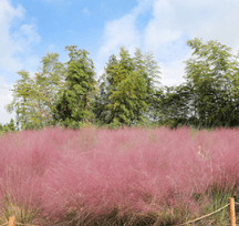 제주도 휴애리 자연생활공원 핑크뮬리 축제 9월 가을여행지 가볼만한 곳 감귤체험