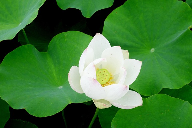 화담숲 입장및 모노레일 예약방법 (온라인 예약 절차 정리)