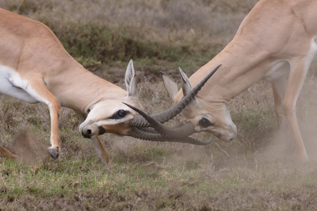 Conflict