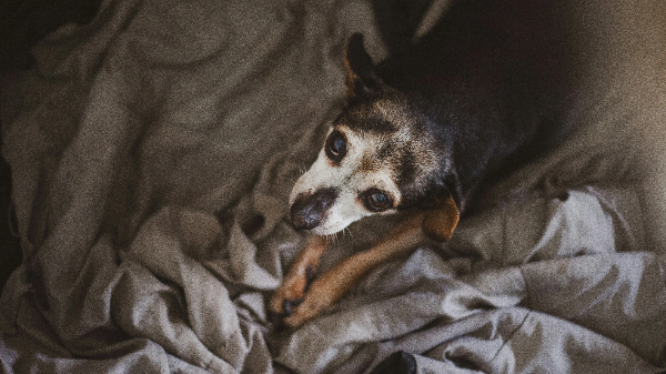 침대위의 노령견