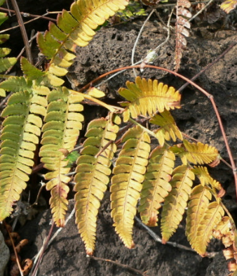 고사리 효능과 부작용 고르는법 칼로리