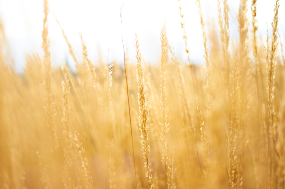 Malted barley