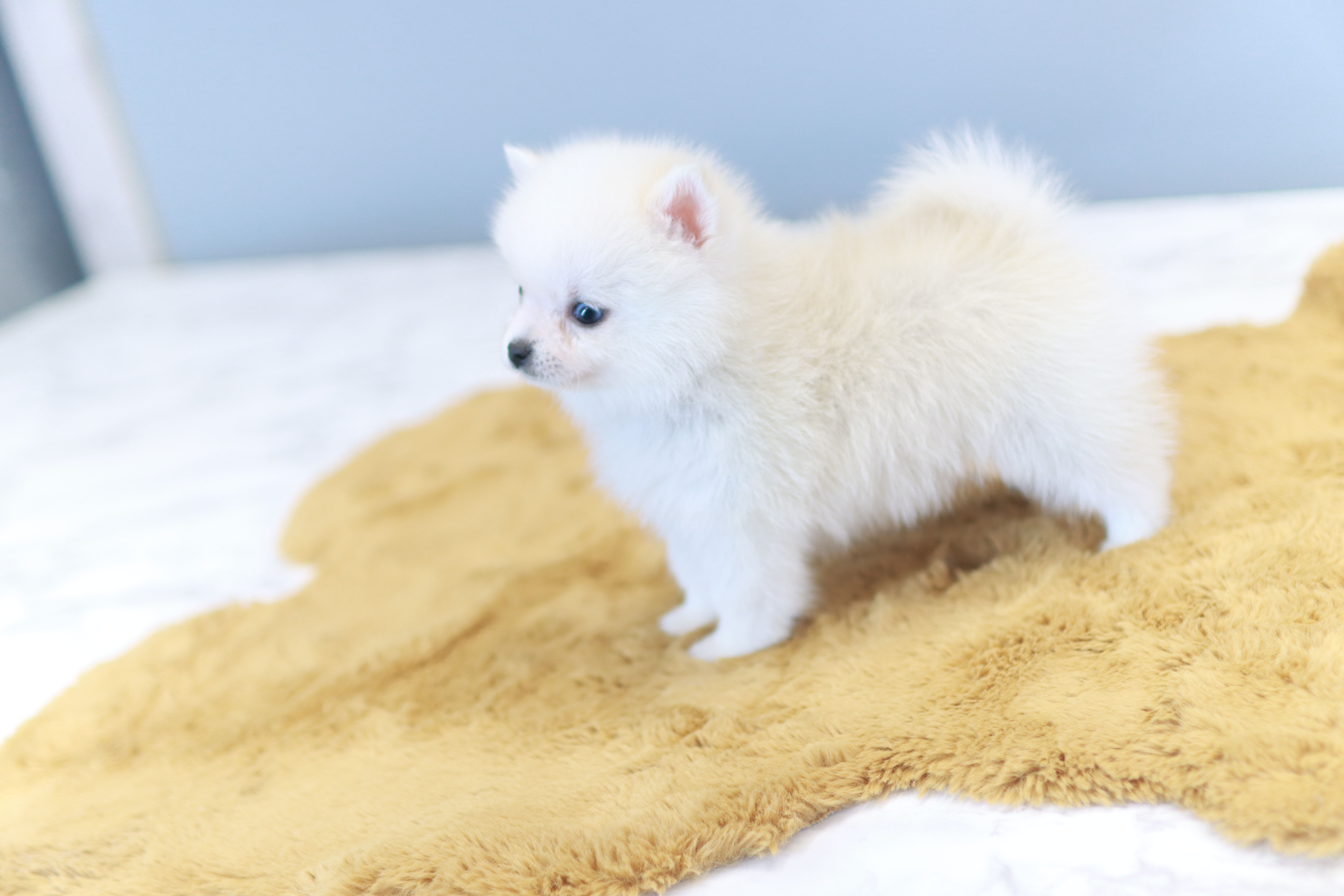 폼스키분양가격