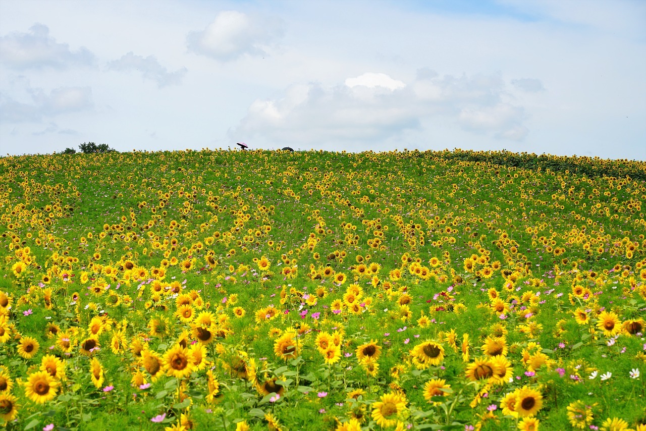 2025 강주해바라기축제 일정·입장료·주차