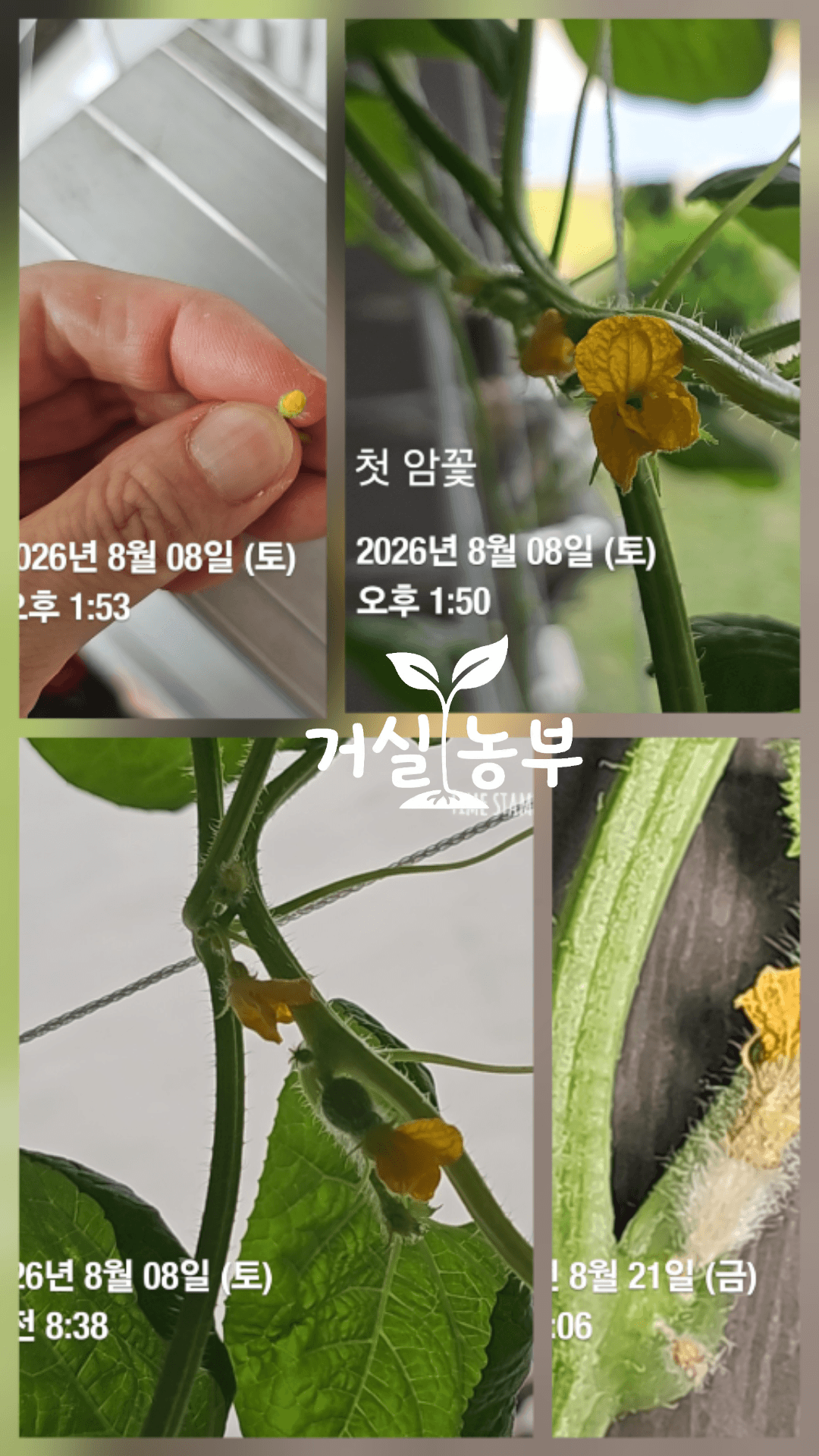 8월 8일 베란다 허니듀에 처음 핀 암꽃과 직접 수분하는 모습
