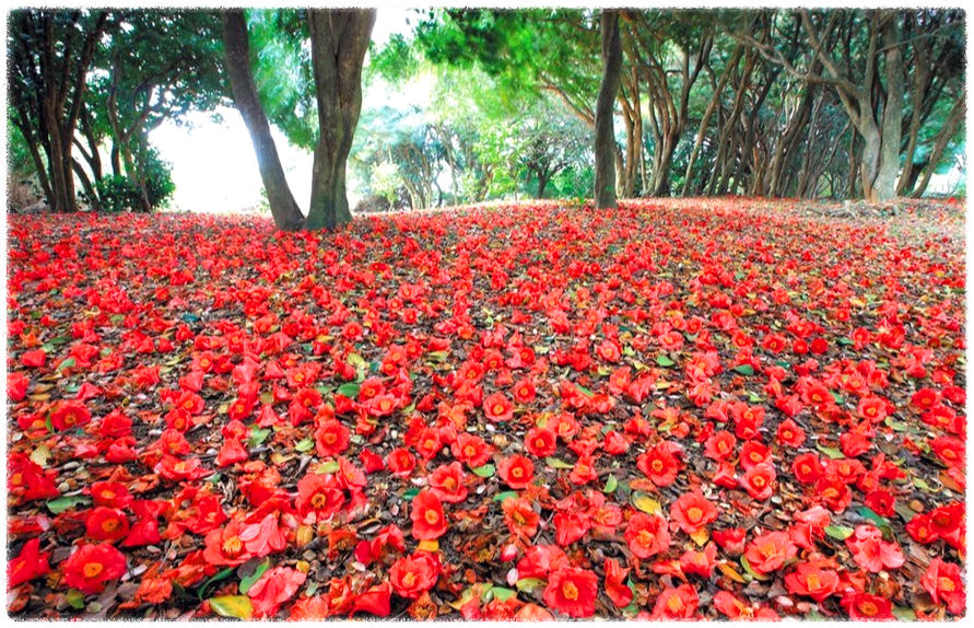 동백꽃 명소 동백나무 숲 명소 TOP 10