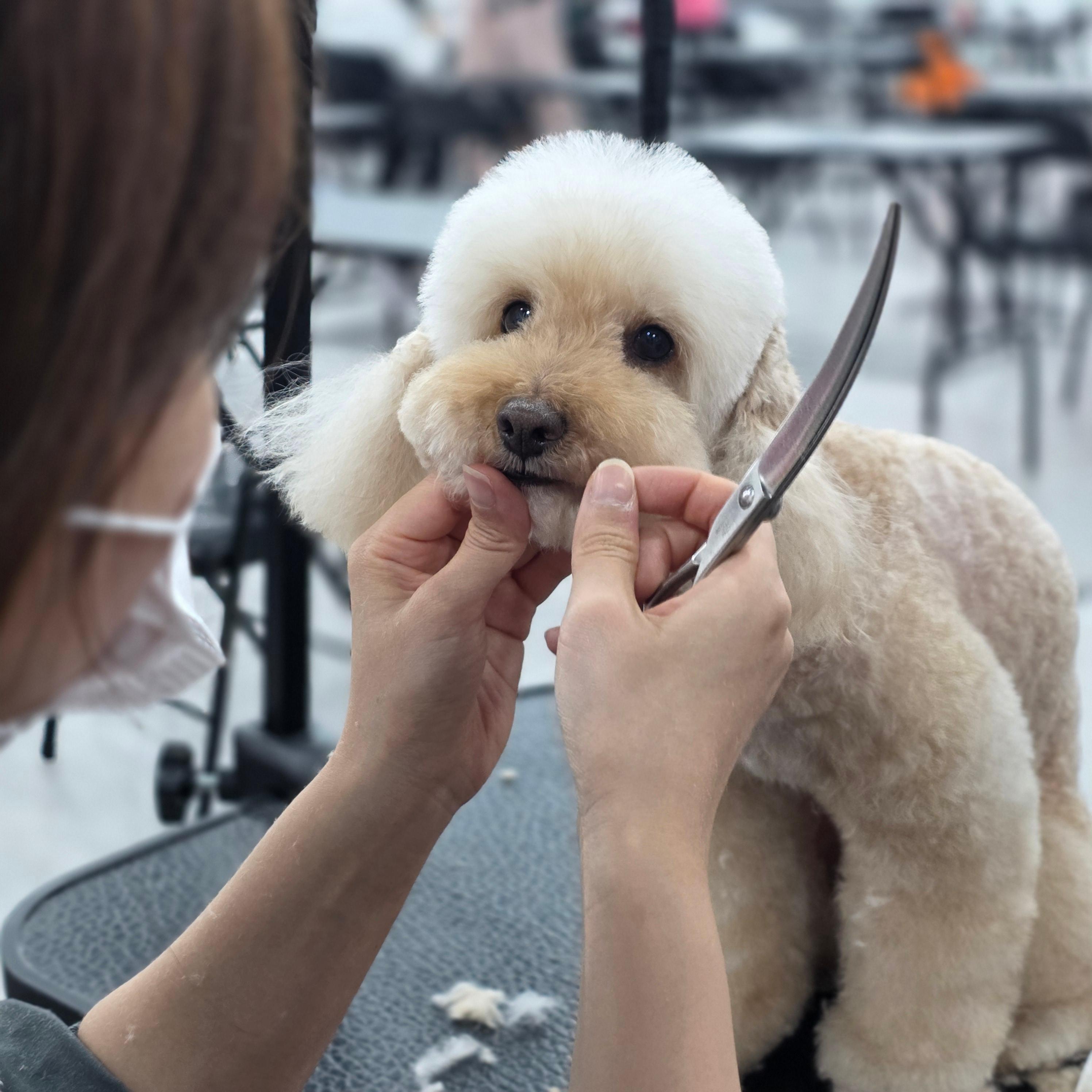 애견미용자격증국비학원