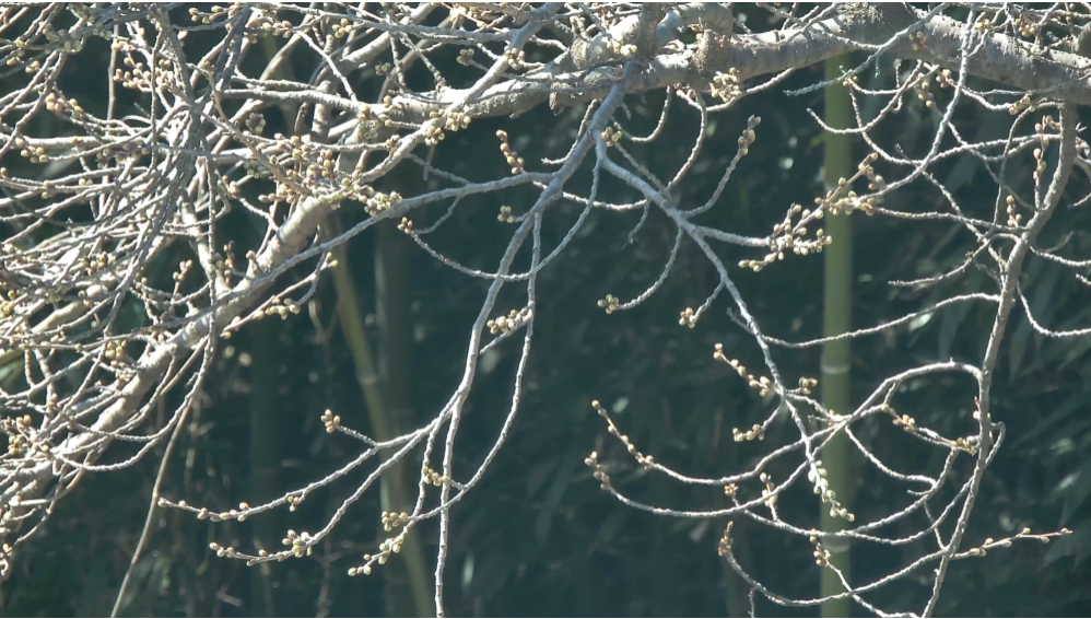 썸 타기 좋은 혼례길, 2026 하동 벚꽃축제 필수 체크: 주차&middot;교통&middot;개화 상황 실시간 확인