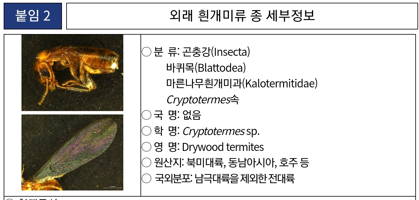 마른나무 흰개미