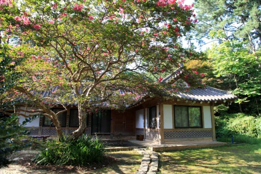 천리포수목원 목련축제