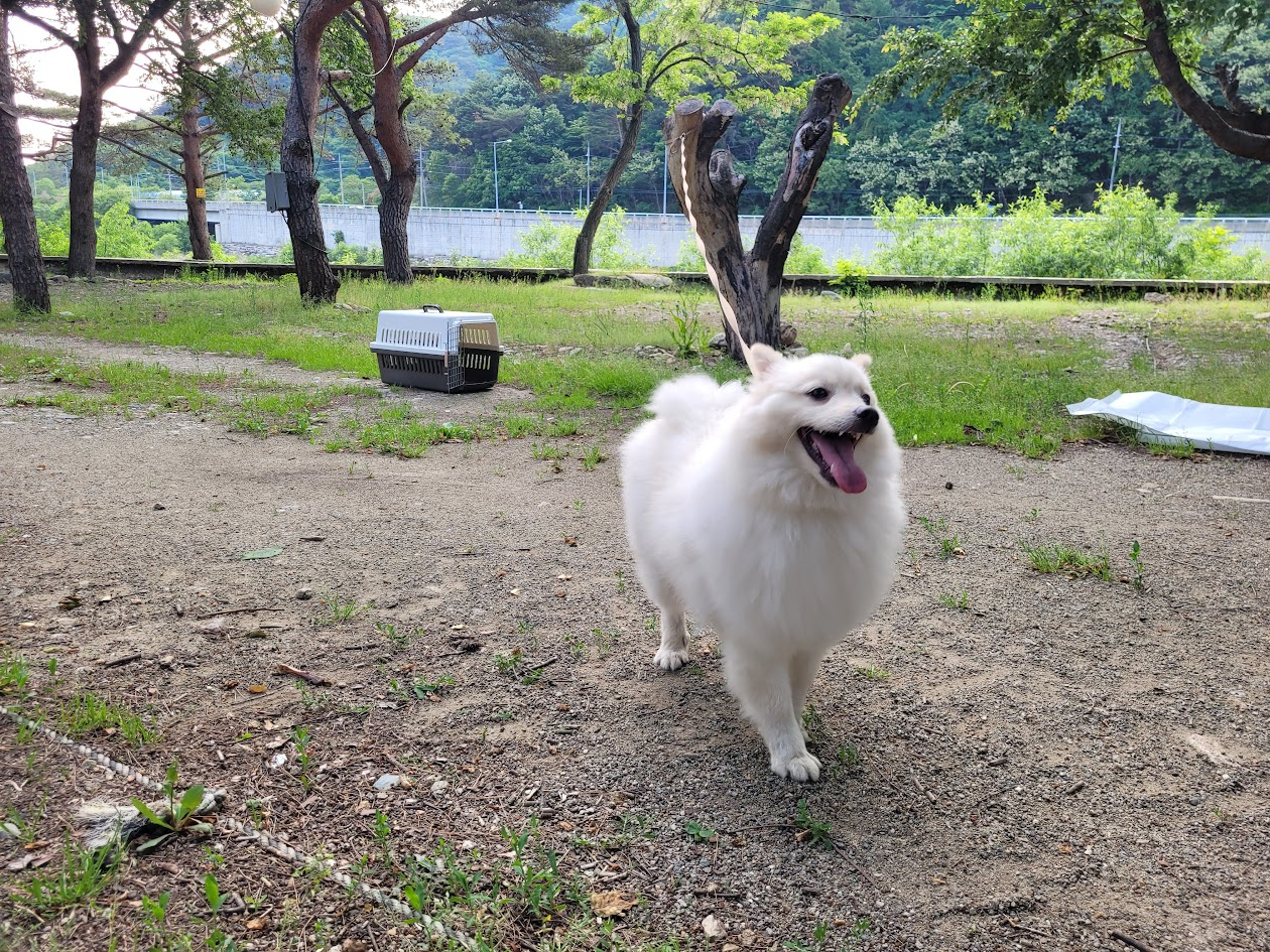 인제 캠핑장에서 즐거워하는 강아지