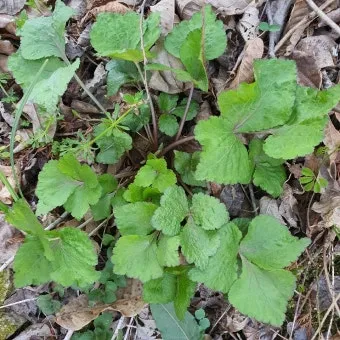 참나물 재배 반그늘 키우기 물 관리 잎 수확_7