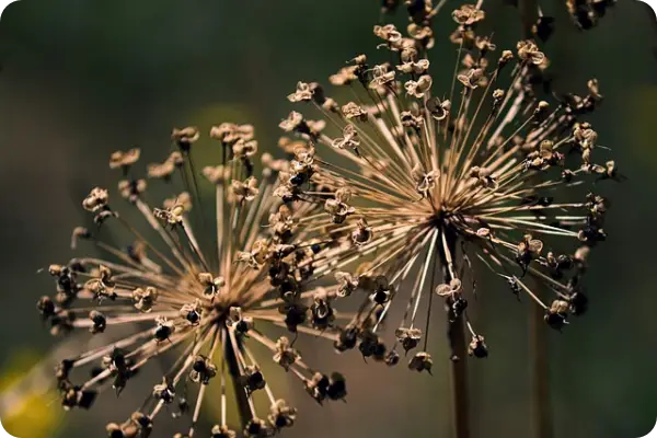 부추김치 맛있게 담그는 법