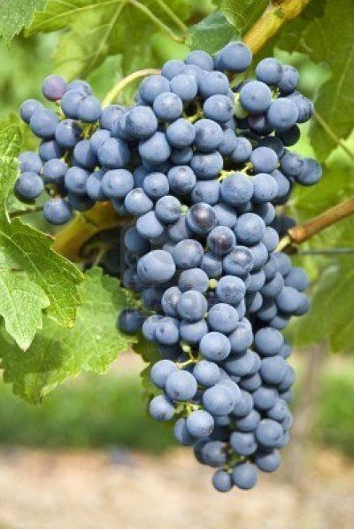 카베르네 소비뇽(Cabernet Sauvignon)