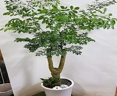 해피트리 잎이 떨어져요