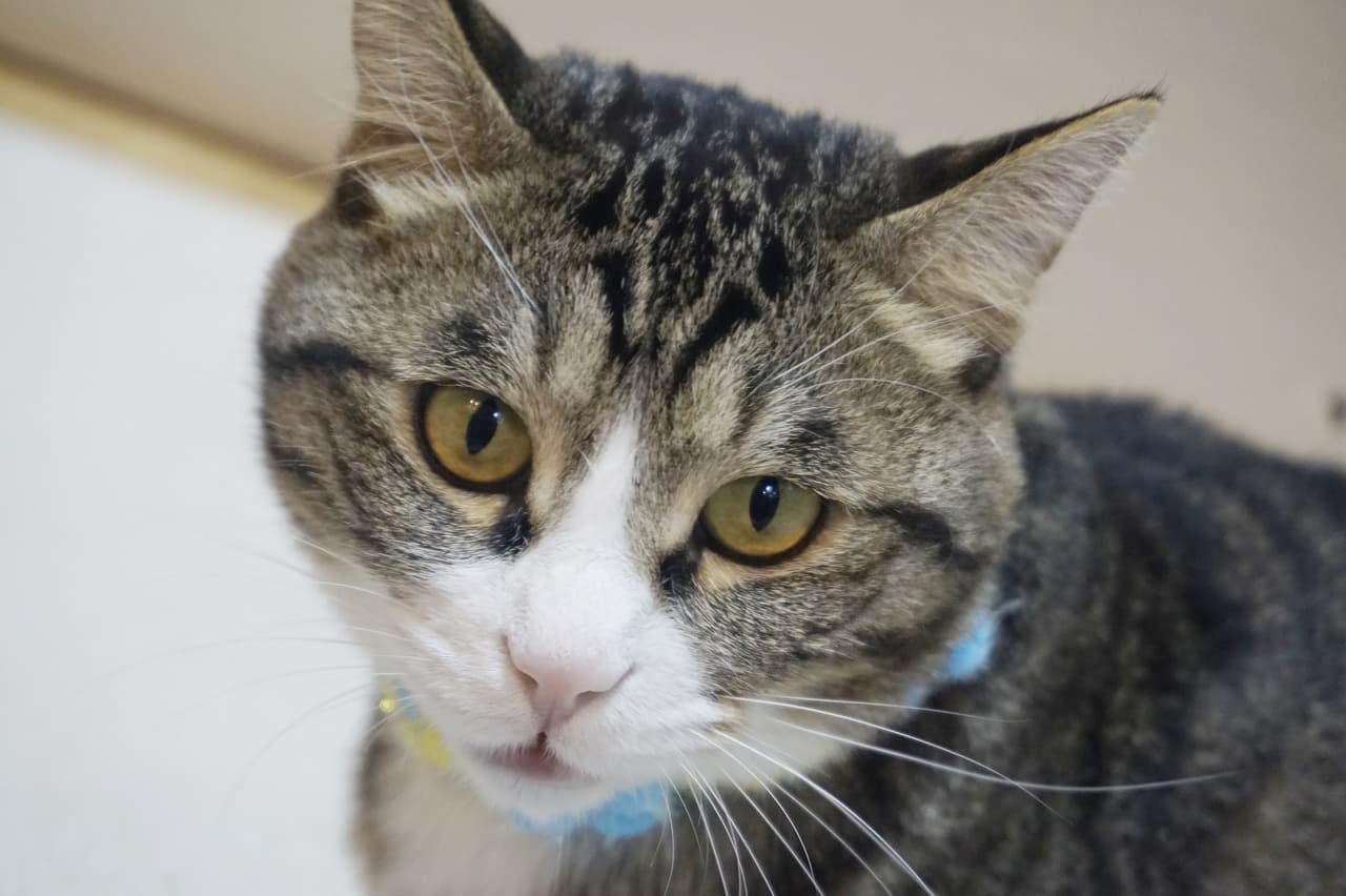 고양이의 비만을 예방하는 놀이법