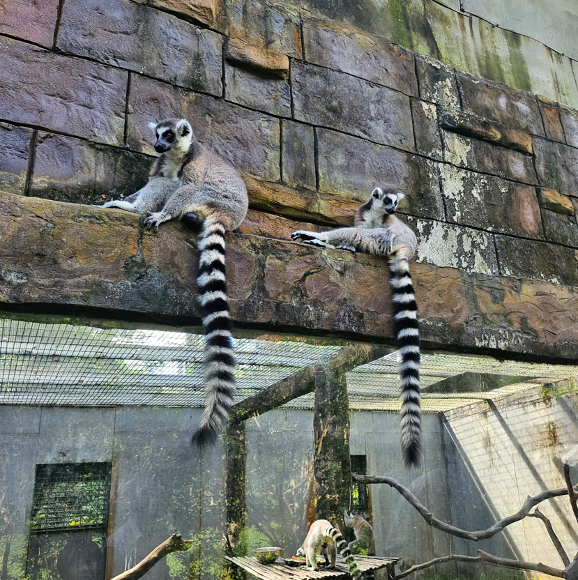 긴꼬리 여우 원숭이