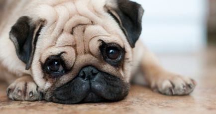 이쪽을 보고 있는 퍼그.