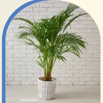 &amp;quot;아레카야자