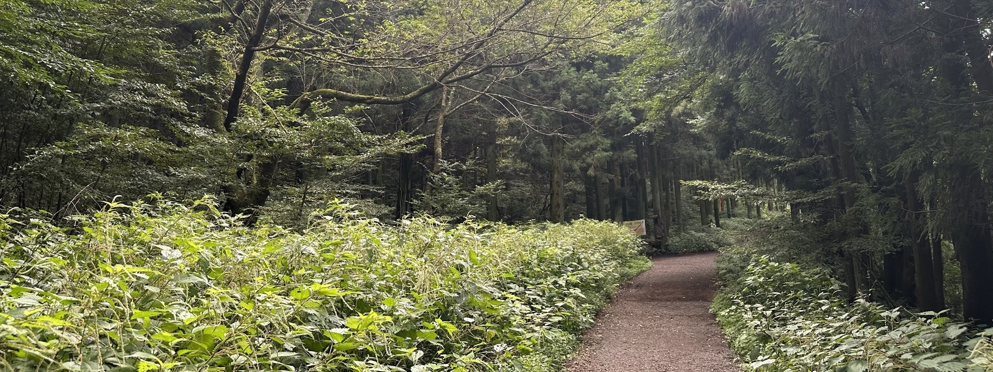 숲길 산책로