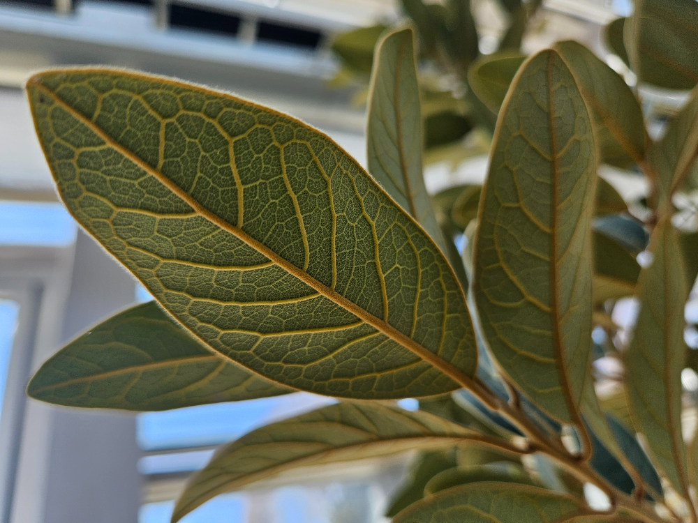 까마귀쪽나무 잎2