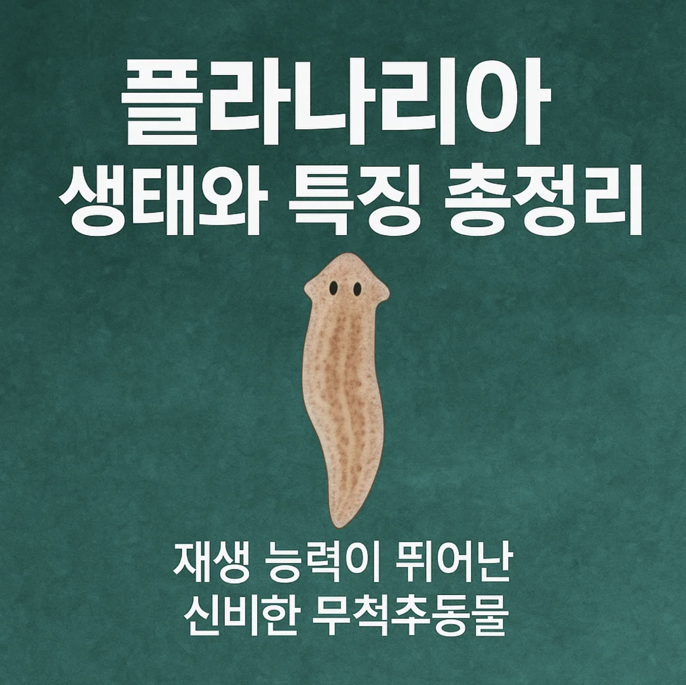 플라나리아 생태와 특징 총정리, 재생 능력이 뛰어난 신비한 무척추동물