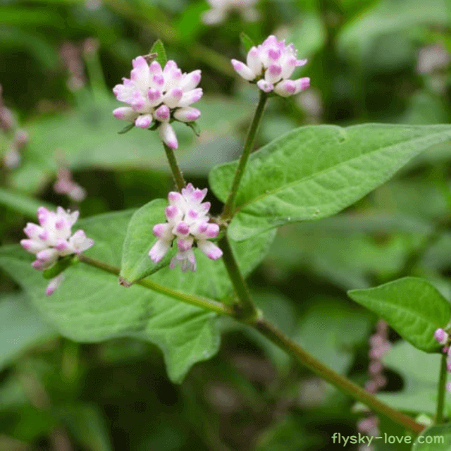 젊음의 약초 고마리