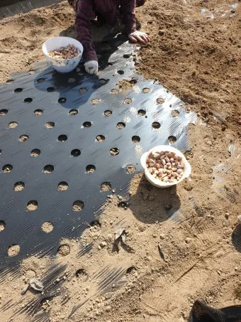 마늘 심는 시기 품종선택 비닐멀칭 웃거름 녹병 예방법_20