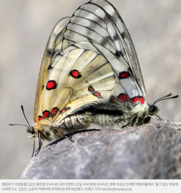 붉은점모시나비