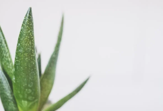 부작용 없는 관절 영양제 보스웰리아