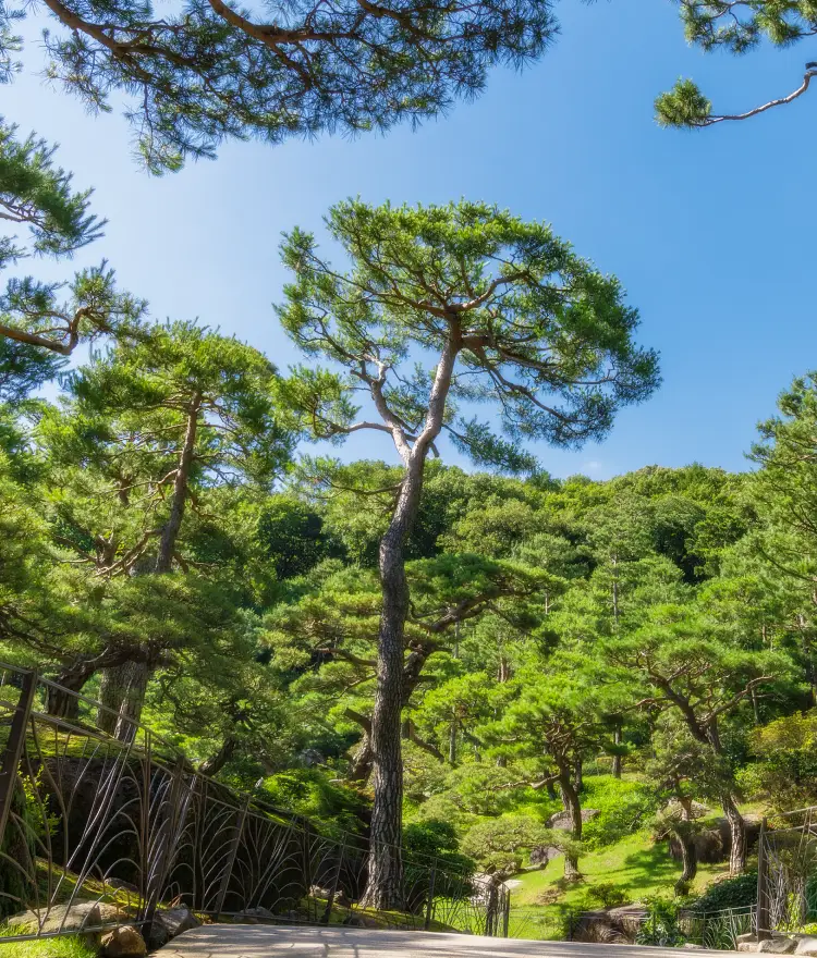 탐매원 - 이끼원 - 분재원 사진