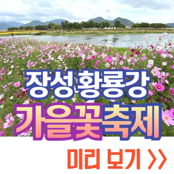 장성 황룡강 가을꽃축제